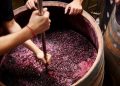 Wine-making – Nothing Under A Skill