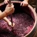 Wine-making – Nothing Under A Skill