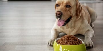 Keeping Your Pet Food Safe: A Guide to Hygiene and Quality Assurance in Processing