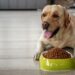 Keeping Your Pet Food Safe: A Guide to Hygiene and Quality Assurance in Processing